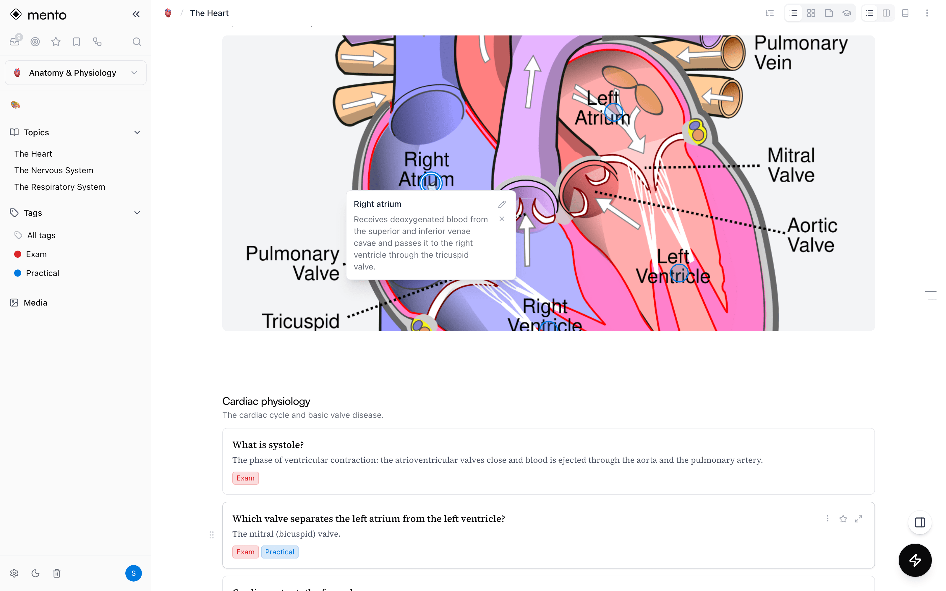 A labeled heart diagram in Mento with tappable hotspots and an open card about the right atrium