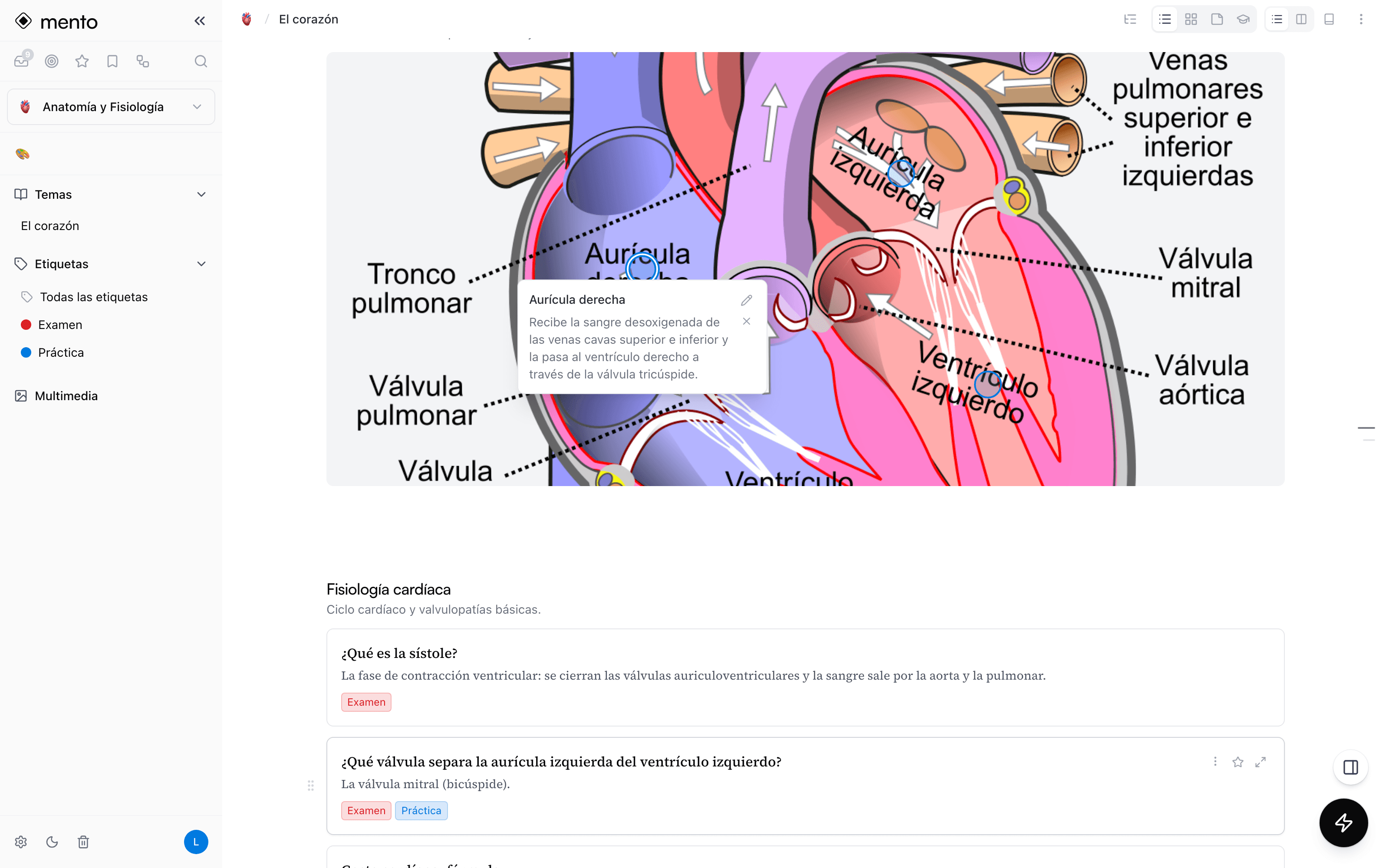 A labeled heart diagram in Mento with tappable hotspots and an open card about the right atrium