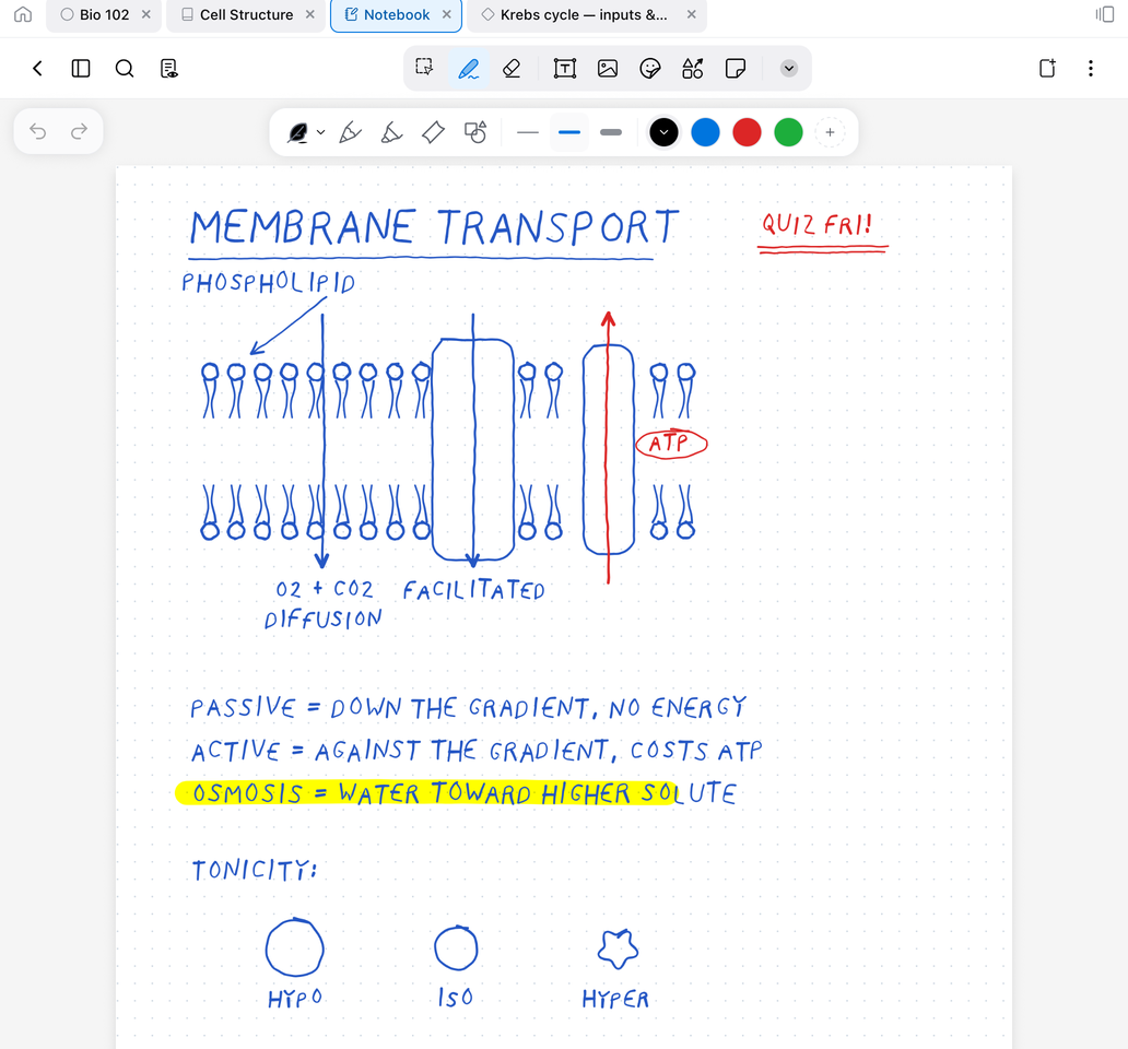 Uma página de caderno escrita à mão num iPad — a barra de abas em cima, a barra de ferramentas com a linha de ferramentas de escrita aberta e anotações desenhadas à mão sobre transporte de membrana
