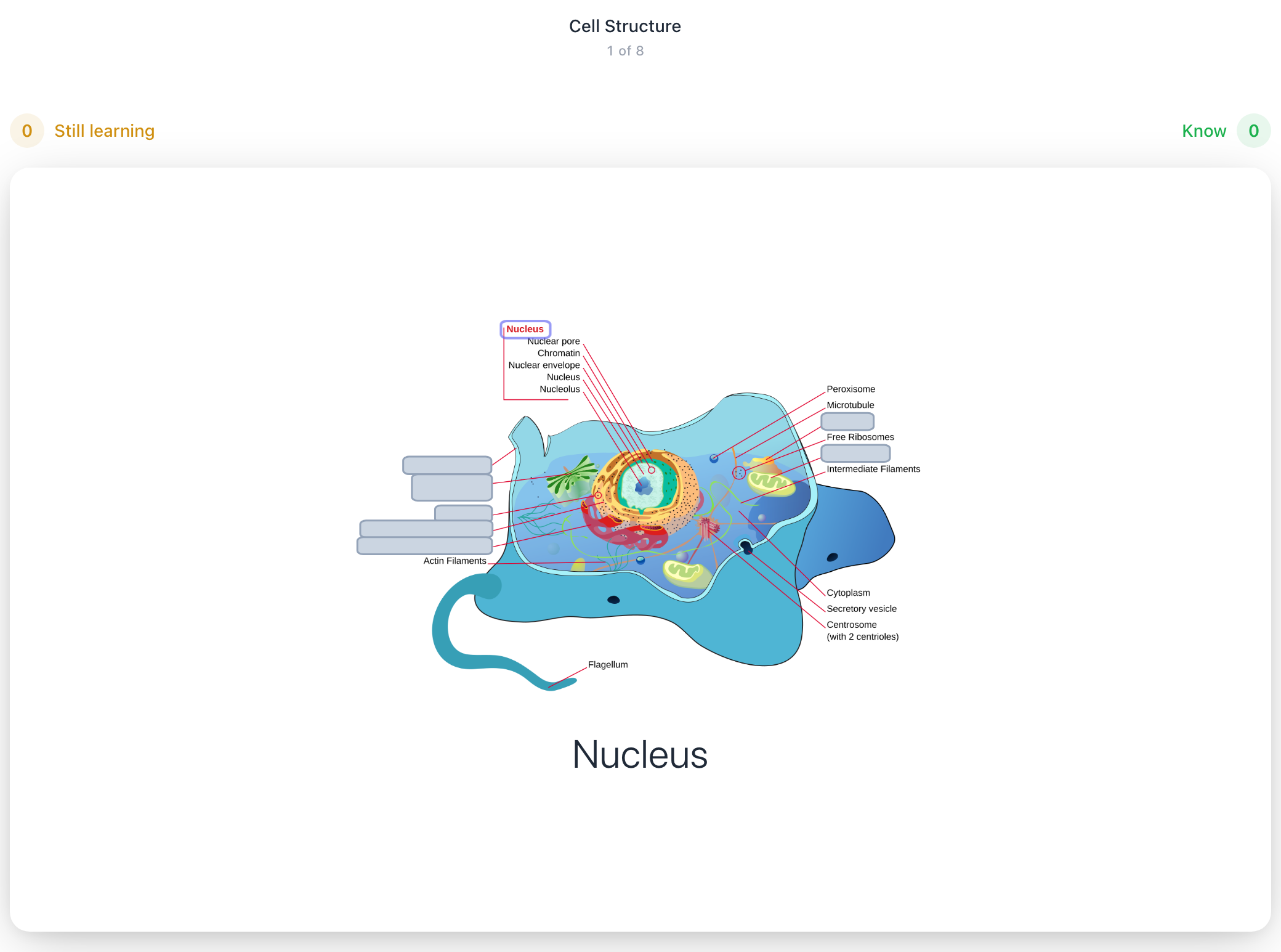 The flipped card — only the Nucleus mask is lifted, every other label stays covered